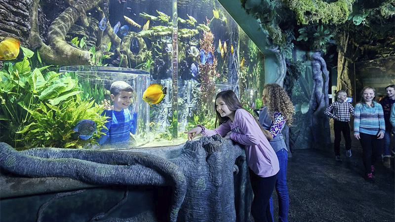 The Amazon exhibit at Wonders of Wildlife with several children exploring the discus fish exhibit as they smile at the fish and a young boy stands in a pop up inside the exhibit.